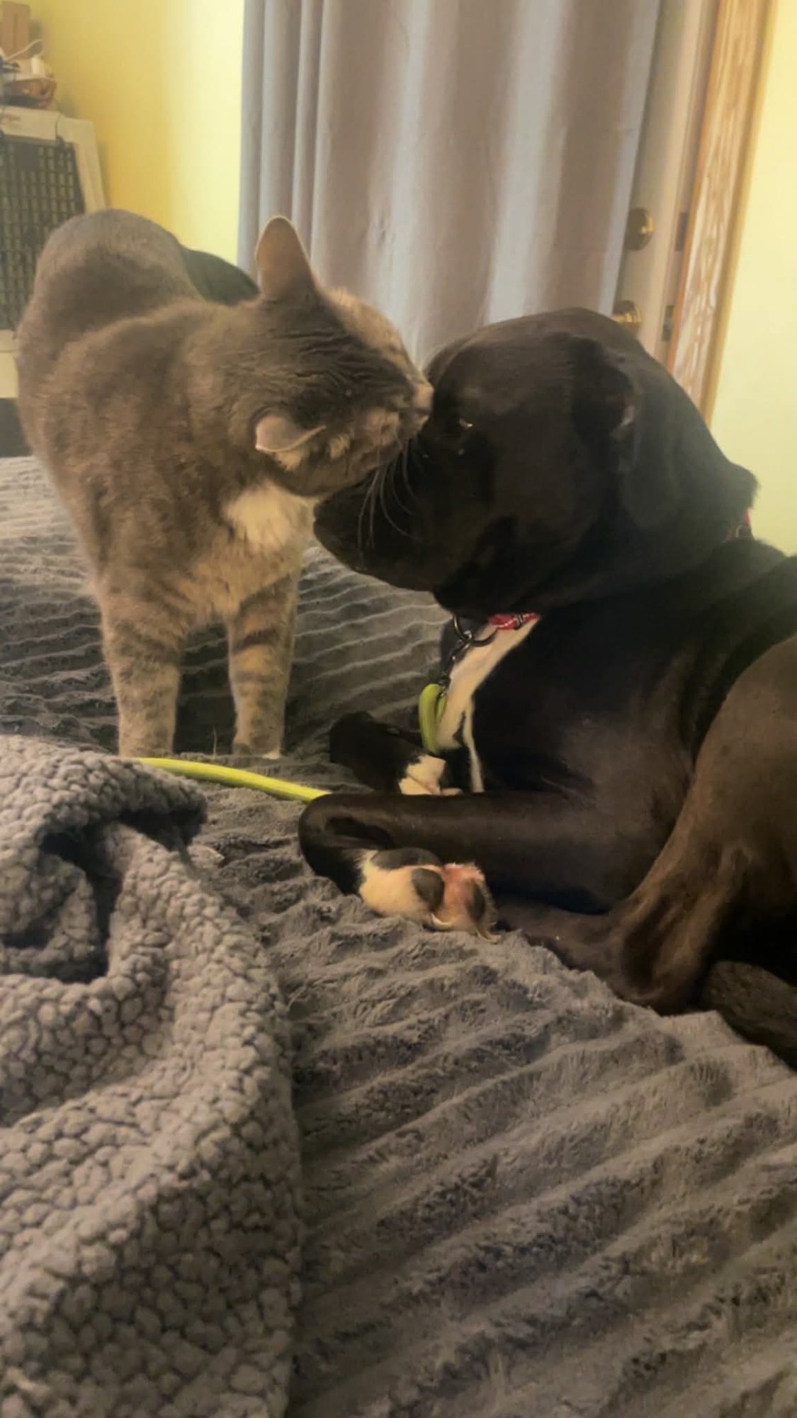 Pudgy Boots - Photo 7