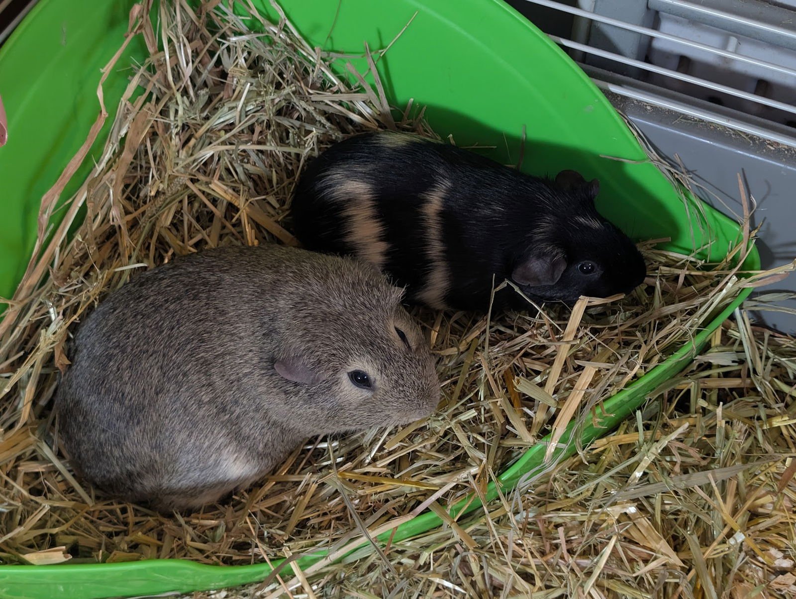 Rasinet & Twix - Photo 2