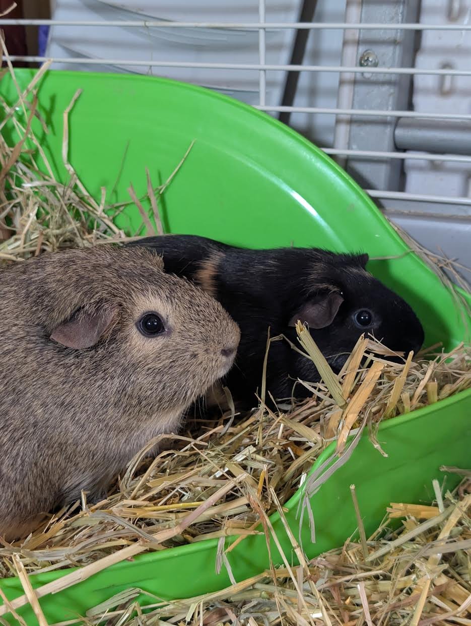 Rasinet & Twix - Photo 3