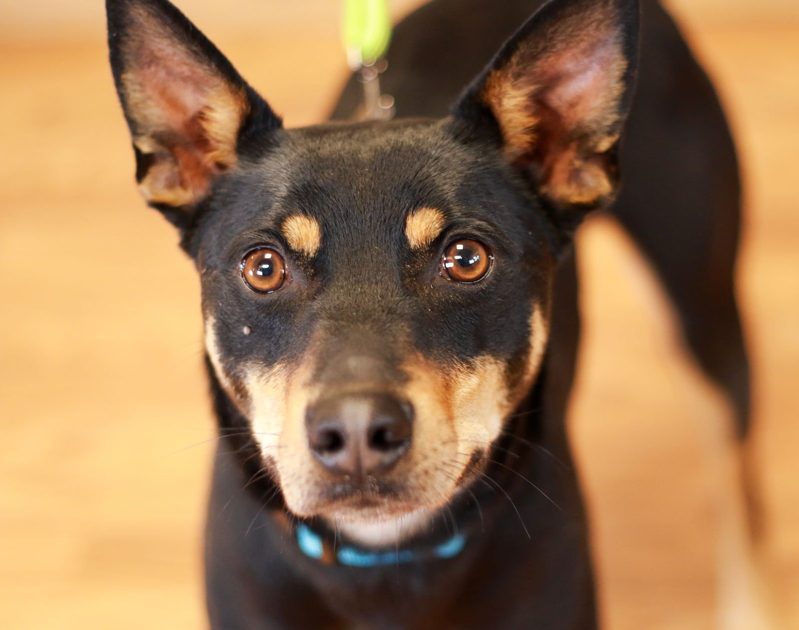 PACCO - Australian Kelpie available for adoption