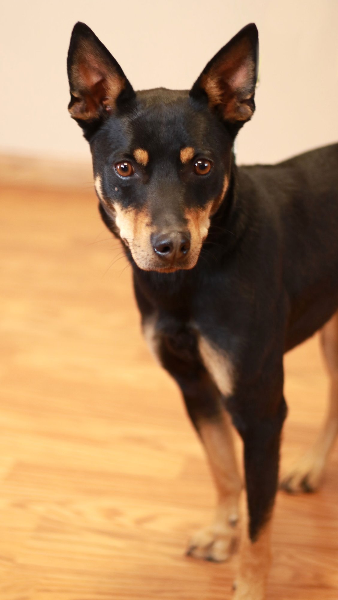 PACCO - Australian Kelpie available for adoption