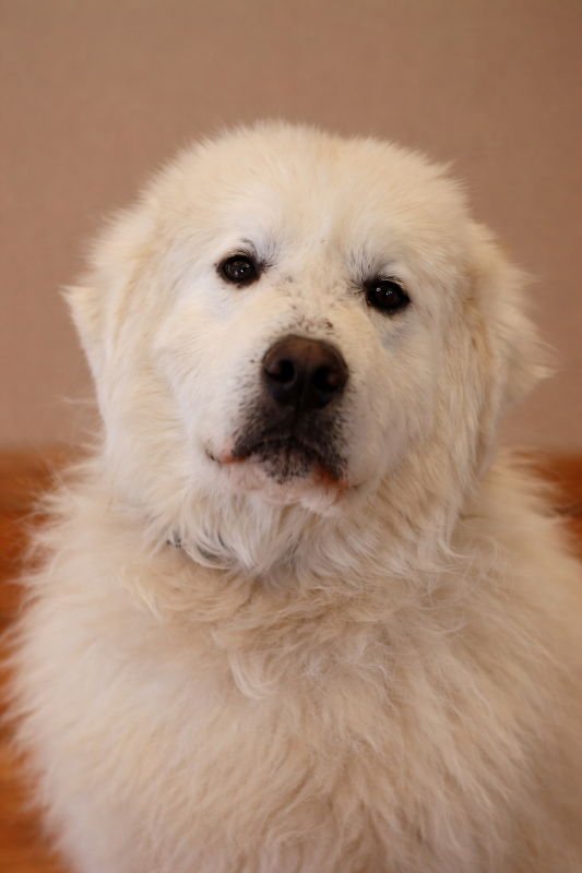 CAUL - Great Pyrenees available for adoption
