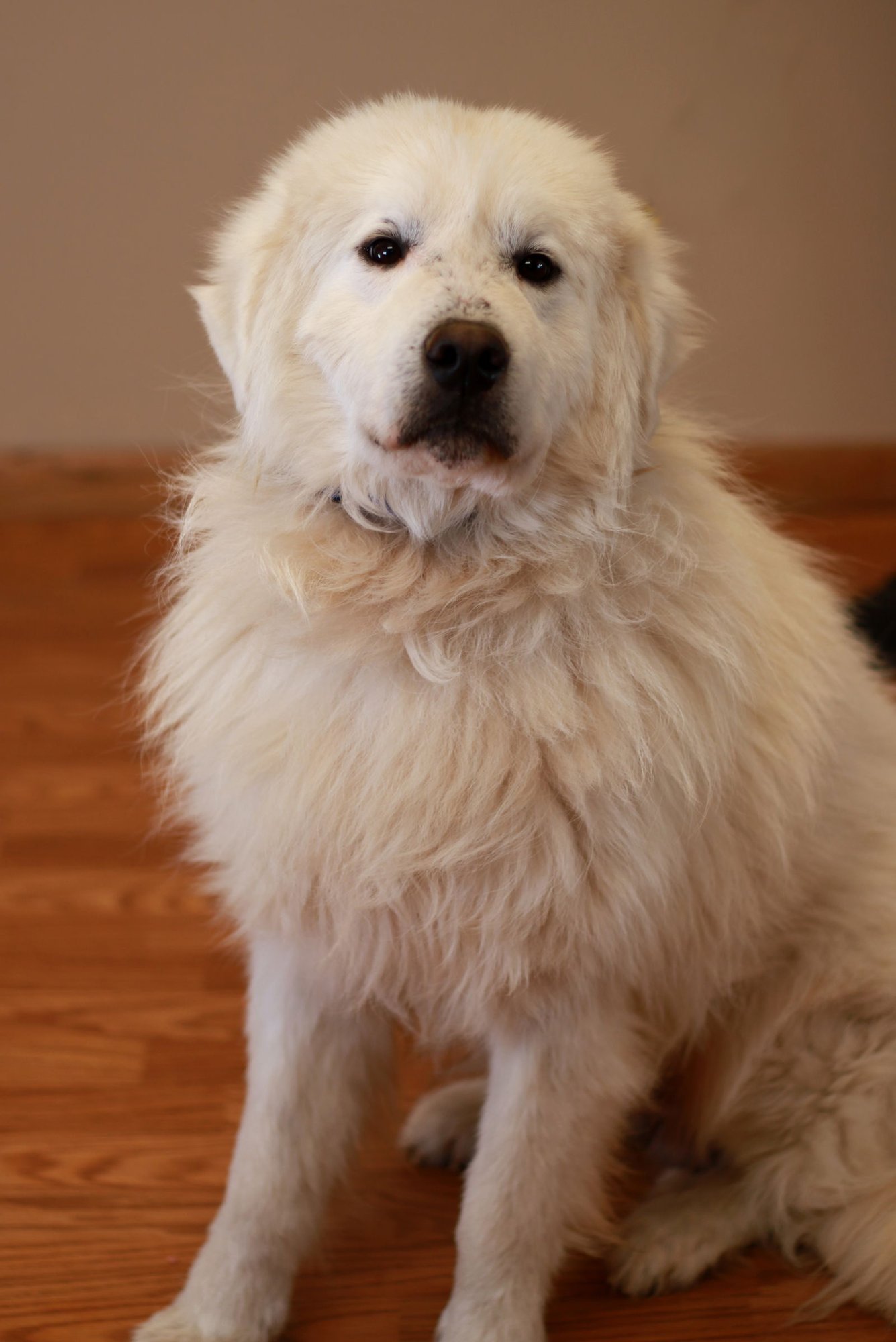 CAUL - Great Pyrenees available for adoption