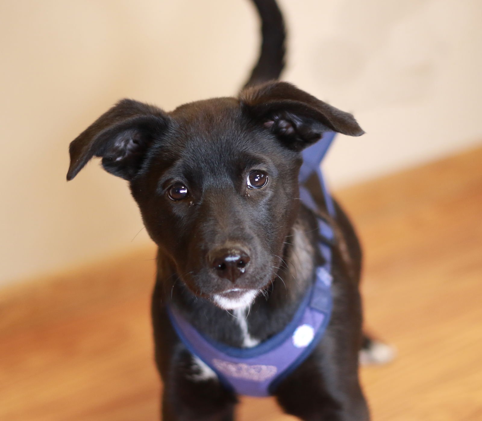 DEIDRA - Collie / Labrador Retriever available for adoption