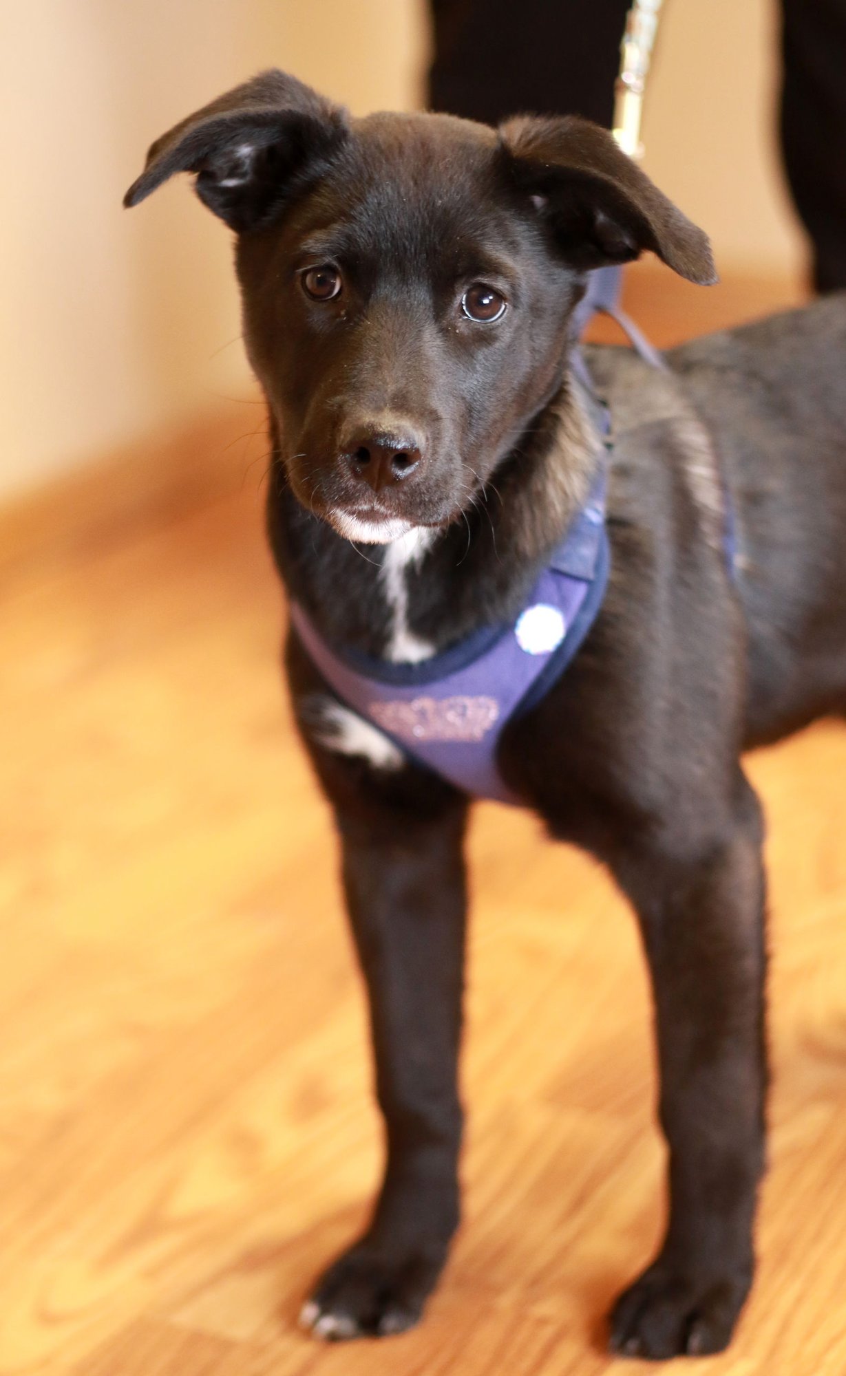DEIDRA - Collie / Labrador Retriever available for adoption