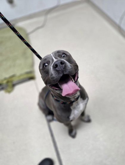 MUSTANG - Pit Bull Terrier available for adoption