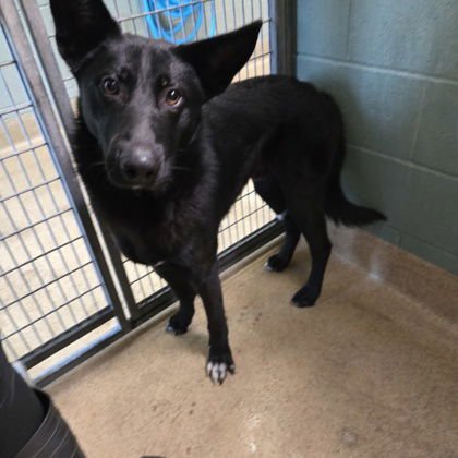 SHAGGY - German Shepherd Dog available for adoption