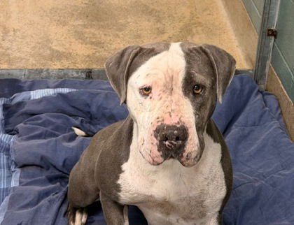 GRACIE - American Pit Bull Terrier available for adoption