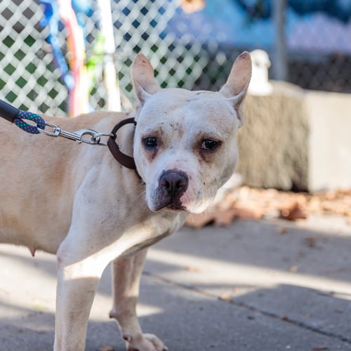 DEMI - Pit Bull Terrier available for adoption