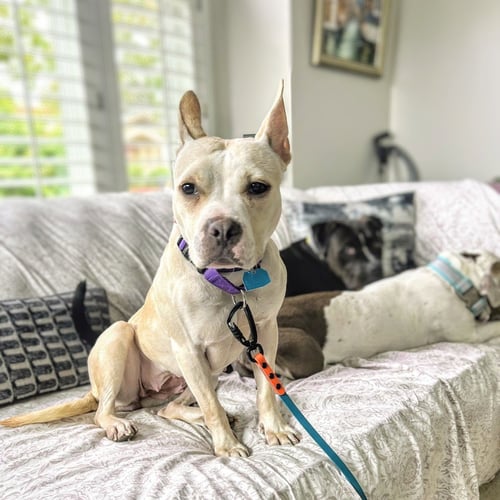 DEMI - Pit Bull Terrier available for adoption