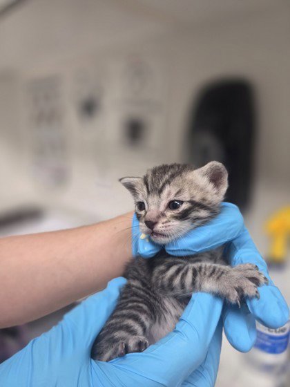 GRUNGE (BONDED W/ ELMO) - Domestic Short Hair available for adoption