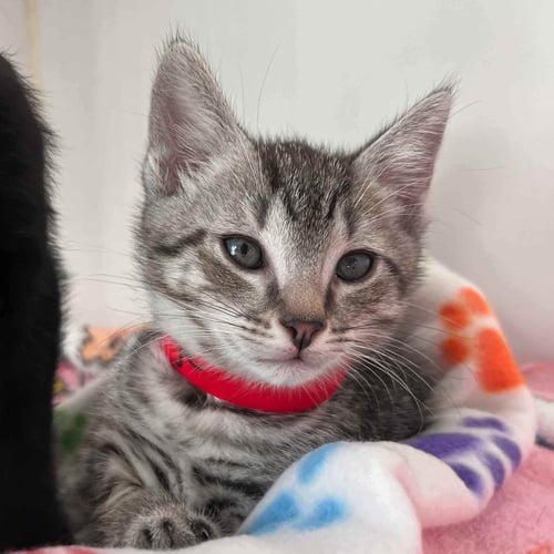 GRUNGE (BONDED W/ ELMO) - Domestic Short Hair available for adoption