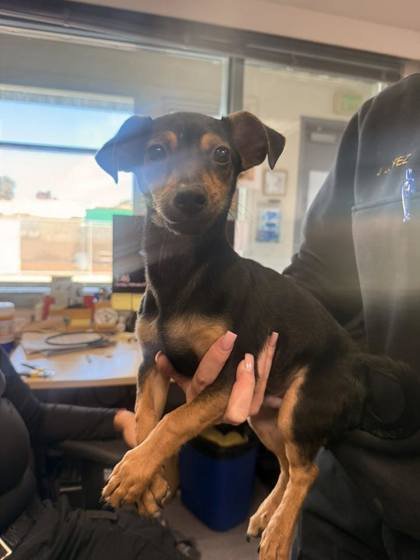 SILVIO - Miniature Pinscher available for adoption