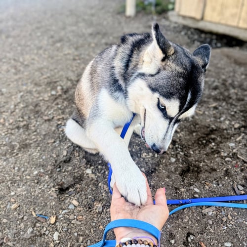 ORBIT - Siberian Husky available for adoption