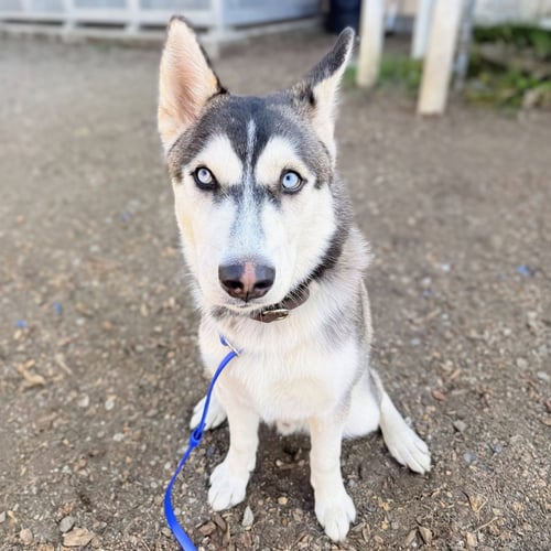 ORBIT - Siberian Husky available for adoption