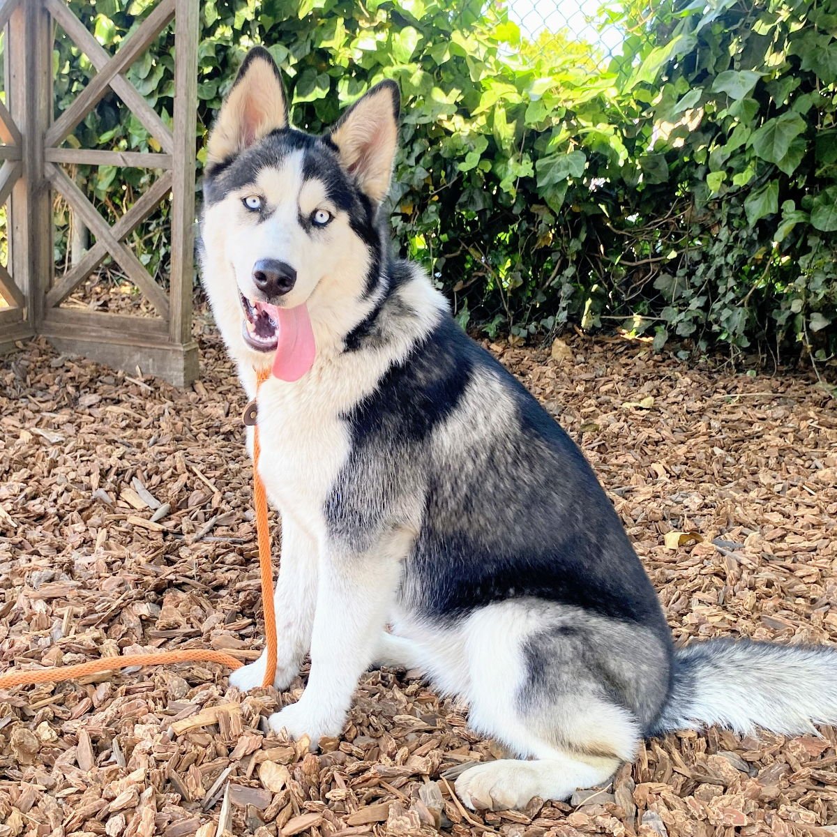 OCEANIA - Siberian Husky available for adoption