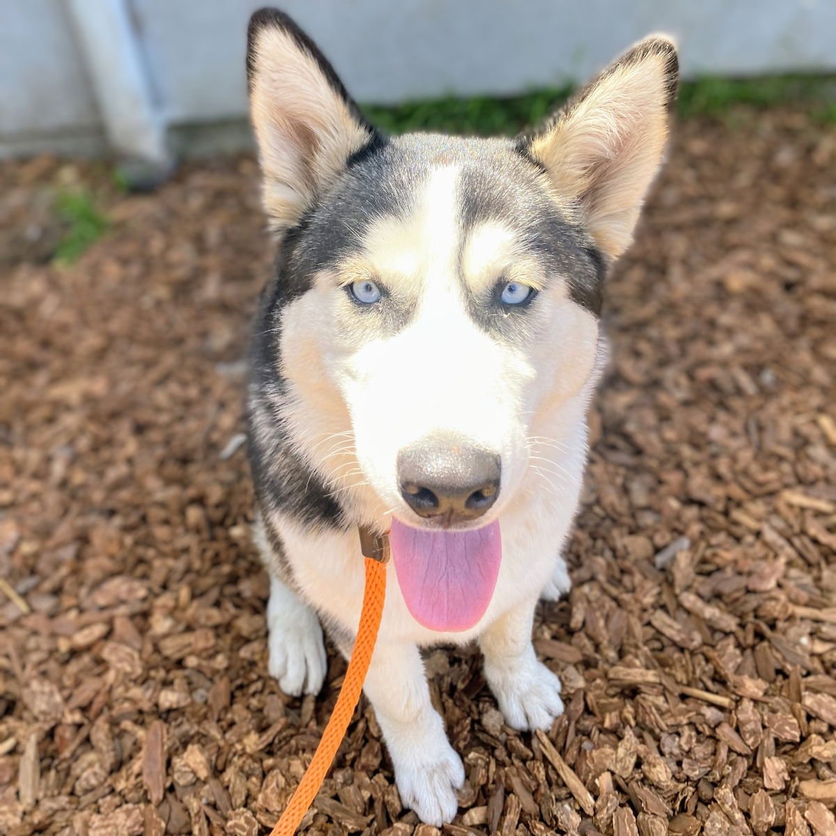OCEANIA - Siberian Husky available for adoption