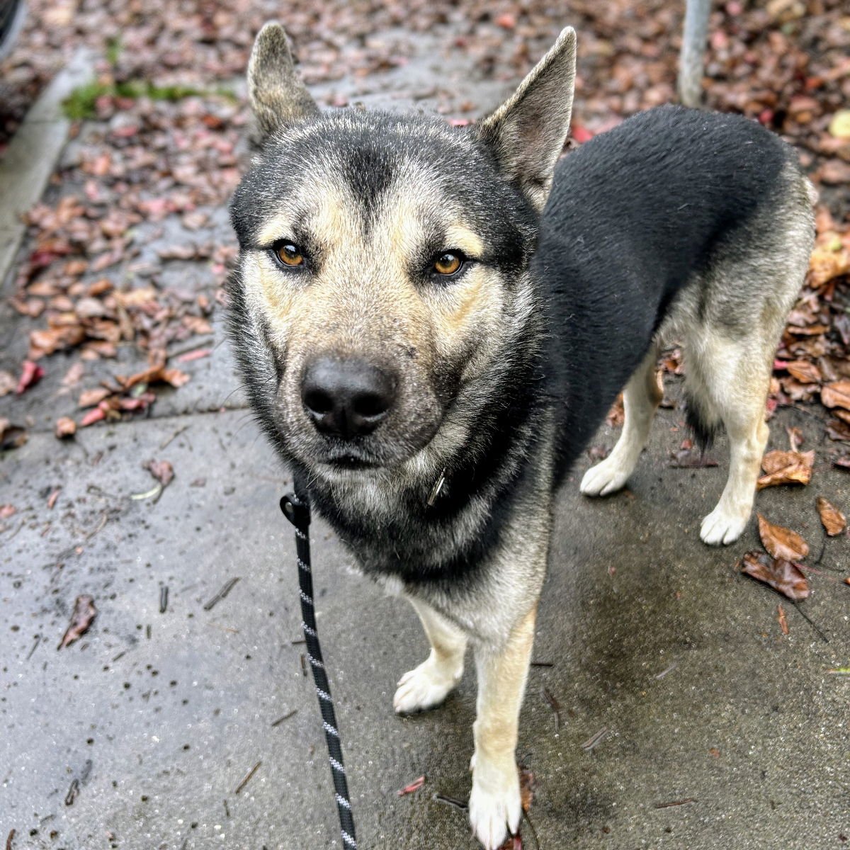 PRIETO - Siberian Husky / German Shepherd Dog available for adoption