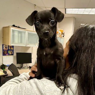 ESTEE - Chihuahua available for adoption