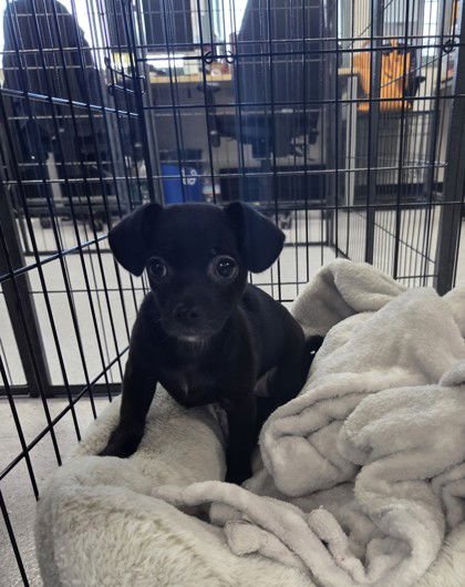 ESTEE - Chihuahua available for adoption