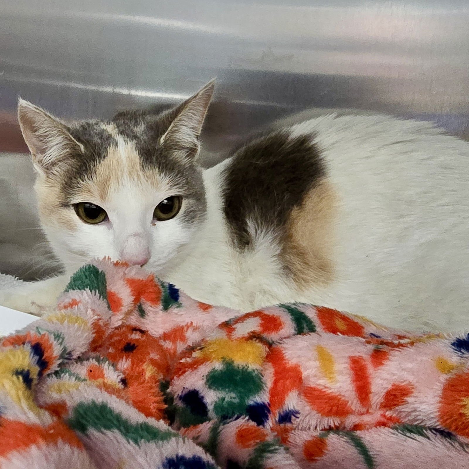 SHERBERT (BONDED W/GELATO) - Domestic Short Hair available for adoption