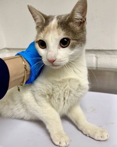 SHERBERT (BONDED W/GELATO) - Domestic Short Hair available for adoption