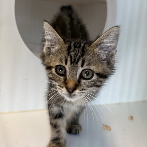 BISCOFF (BONDED W/ BISCOTTI) - Domestic Short Hair available for adoption