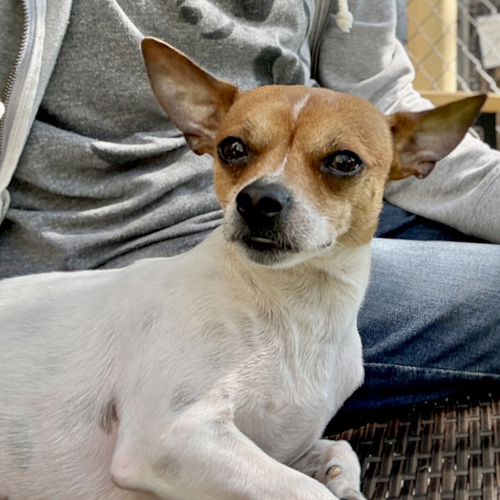 MELVILLE - Chihuahua available for adoption