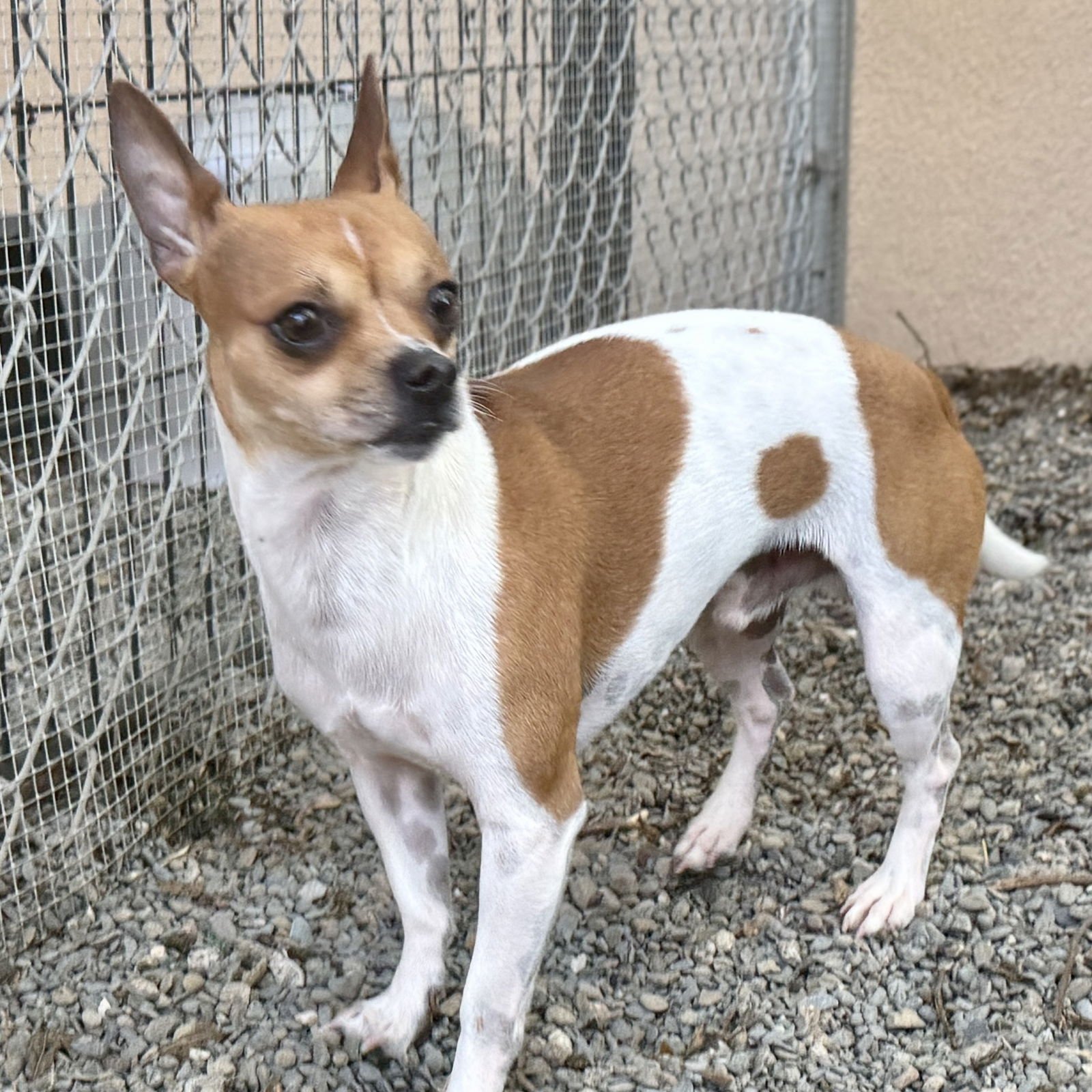 MELVILLE - Chihuahua available for adoption