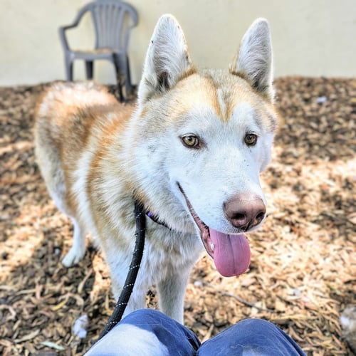 GIO - Siberian Husky available for adoption