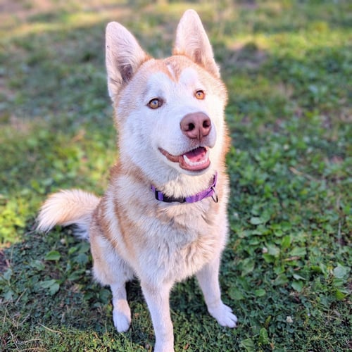 GIO - Siberian Husky available for adoption
