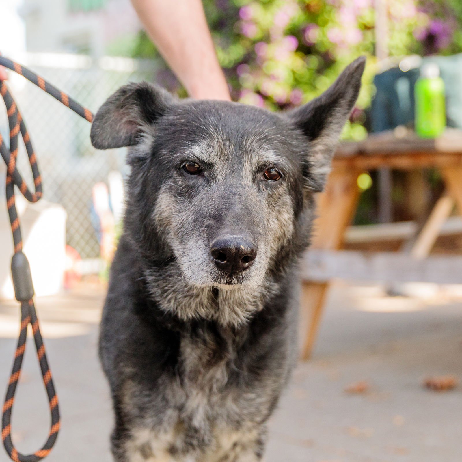 MANDY - Shepherd available for adoption