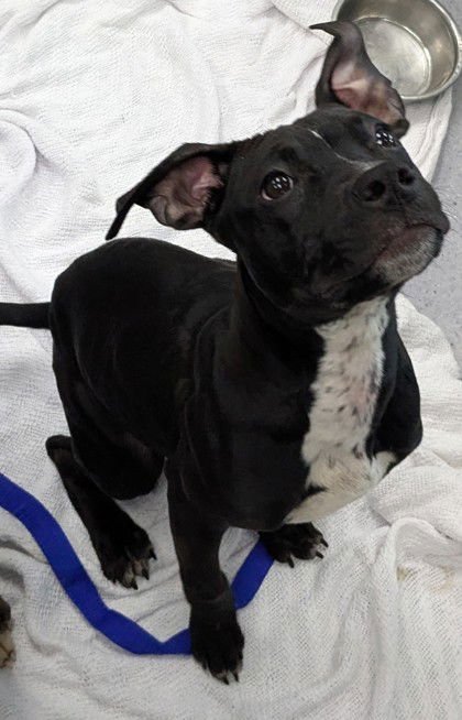 HARPER - American Pit Bull Terrier available for adoption