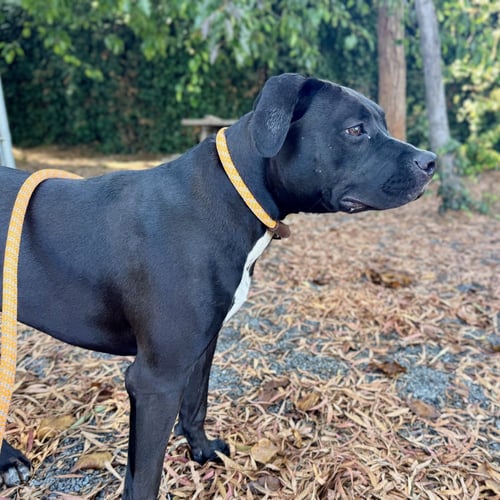 HARPER - American Pit Bull Terrier for adoption in Hayward