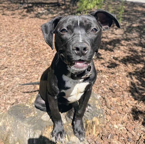 HARPER - American Pit Bull Terrier available for adoption