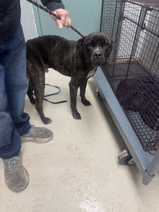TRAPPER - Mastiff available for adoption