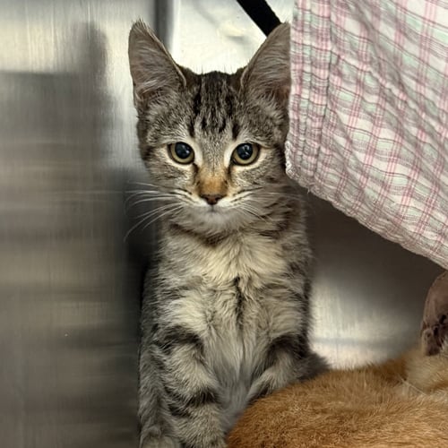 FARAH (BONDED W/ ALEX) - Domestic Short Hair available for adoption