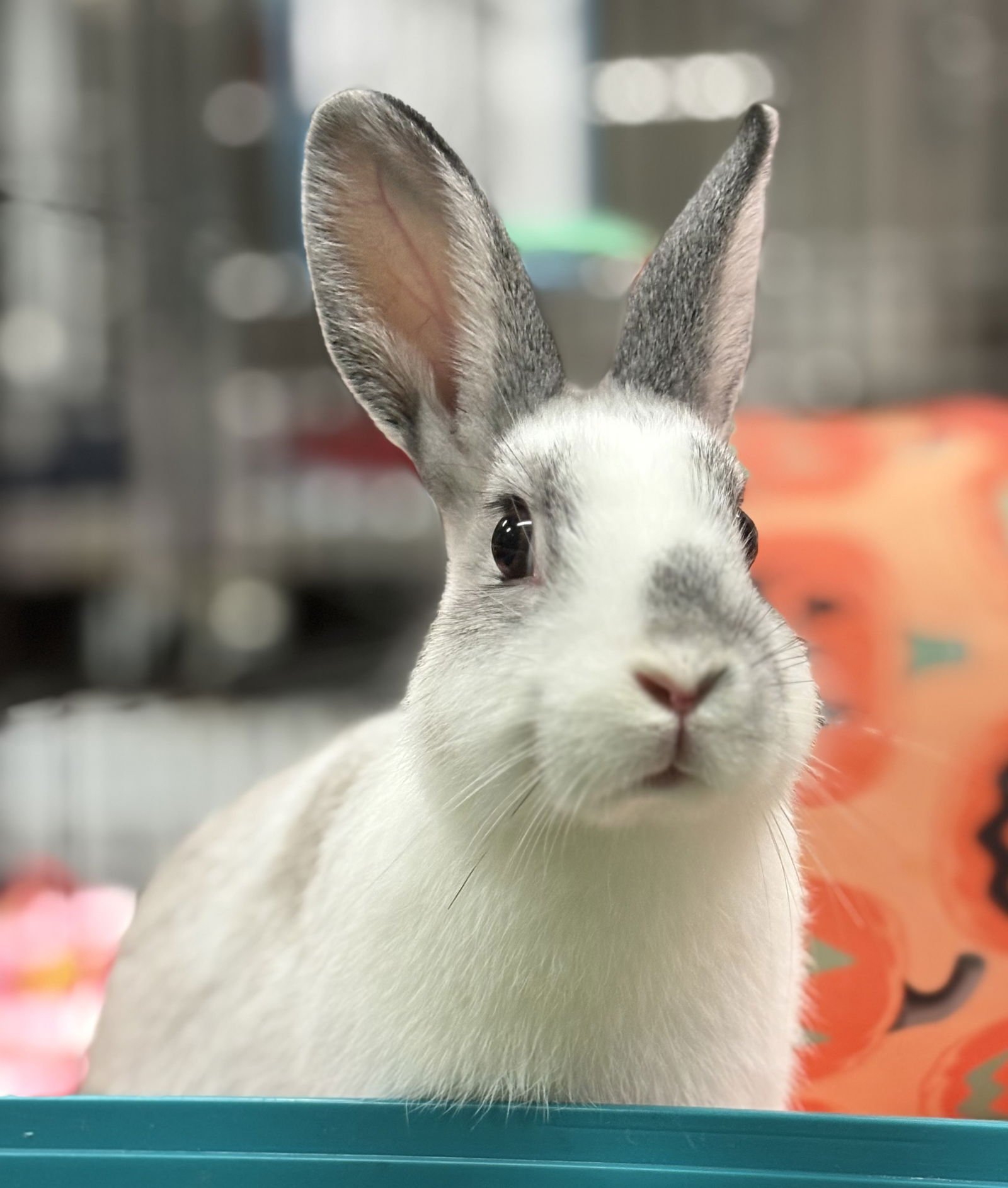 MOUSE - American available for adoption