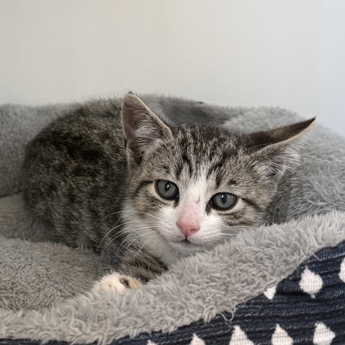 BOOSTER (BONDED W/ GOLD) - Domestic Short Hair available for adoption