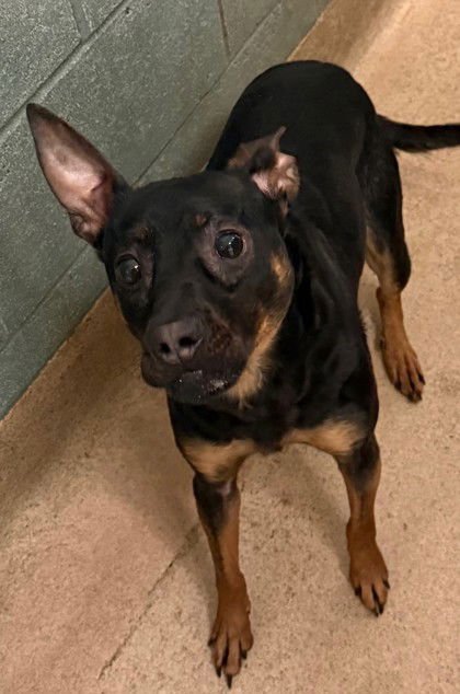 EBONI - Unknown available for adoption