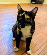 MONICA (BONDED W/NICK) - Domestic Short Hair available for adoption