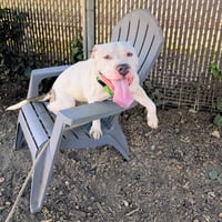 Huck - Photo 8
