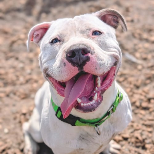 HUCK - American Pit Bull Terrier available for adoption