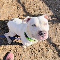 Huck - Photo 7
