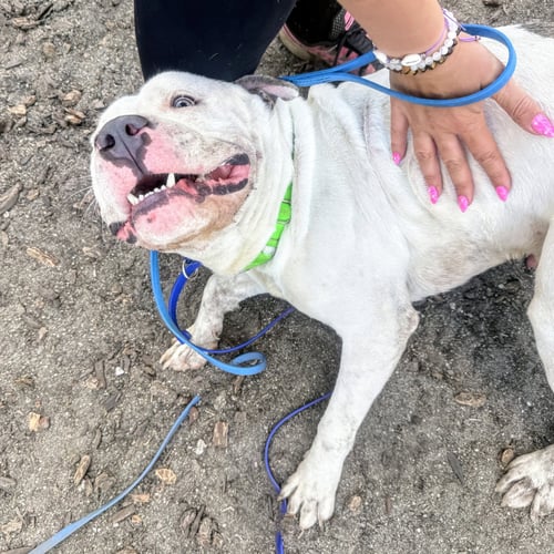 HUCK - American Pit Bull Terrier available for adoption