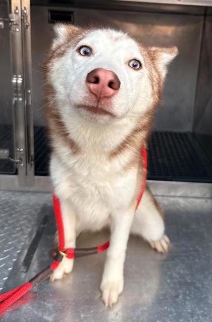 POPPER - Husky available for adoption