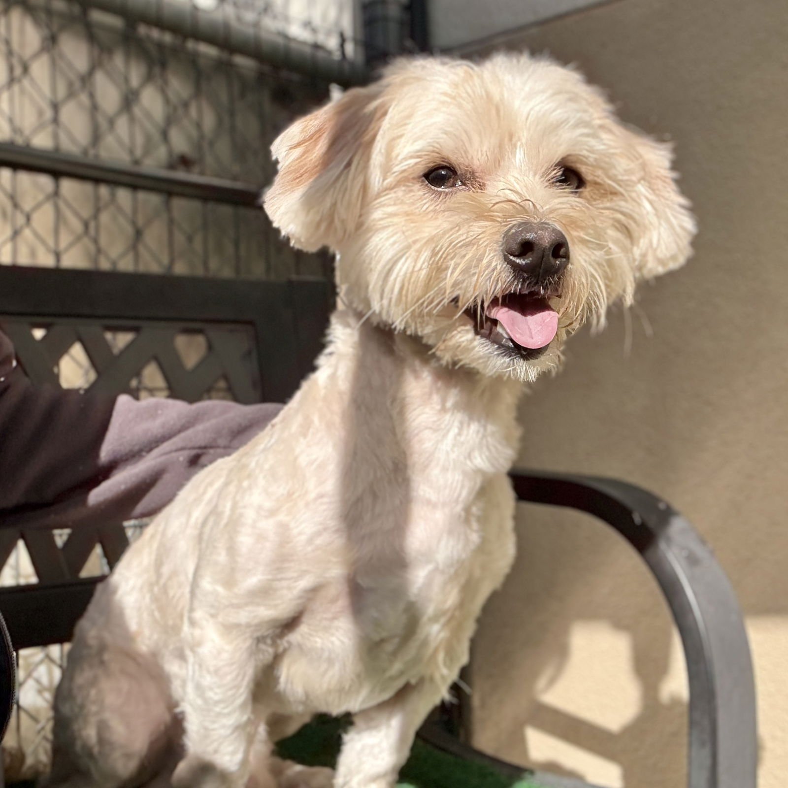 SQUID - Maltese available for adoption