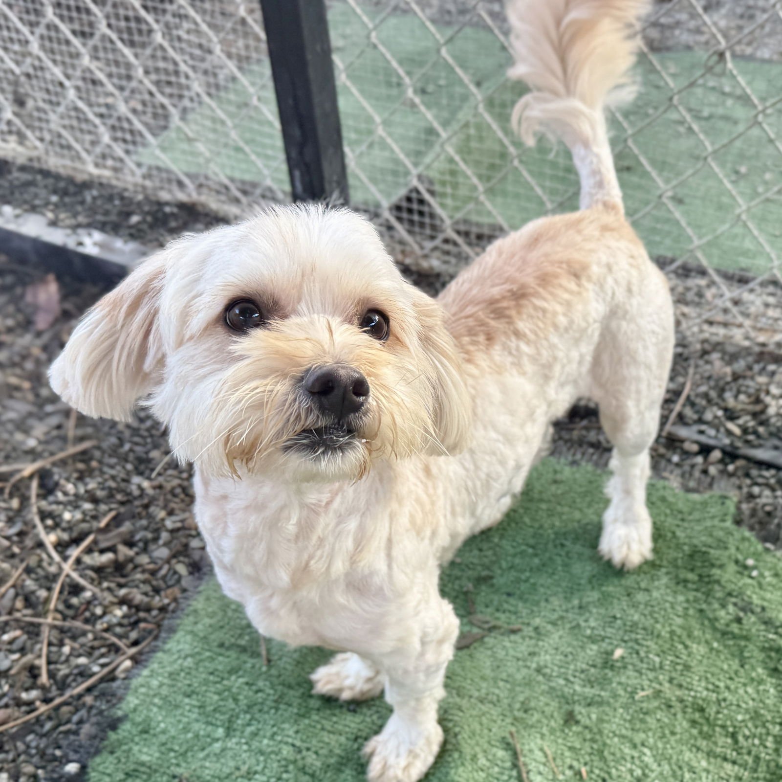 SQUID - Maltese available for adoption