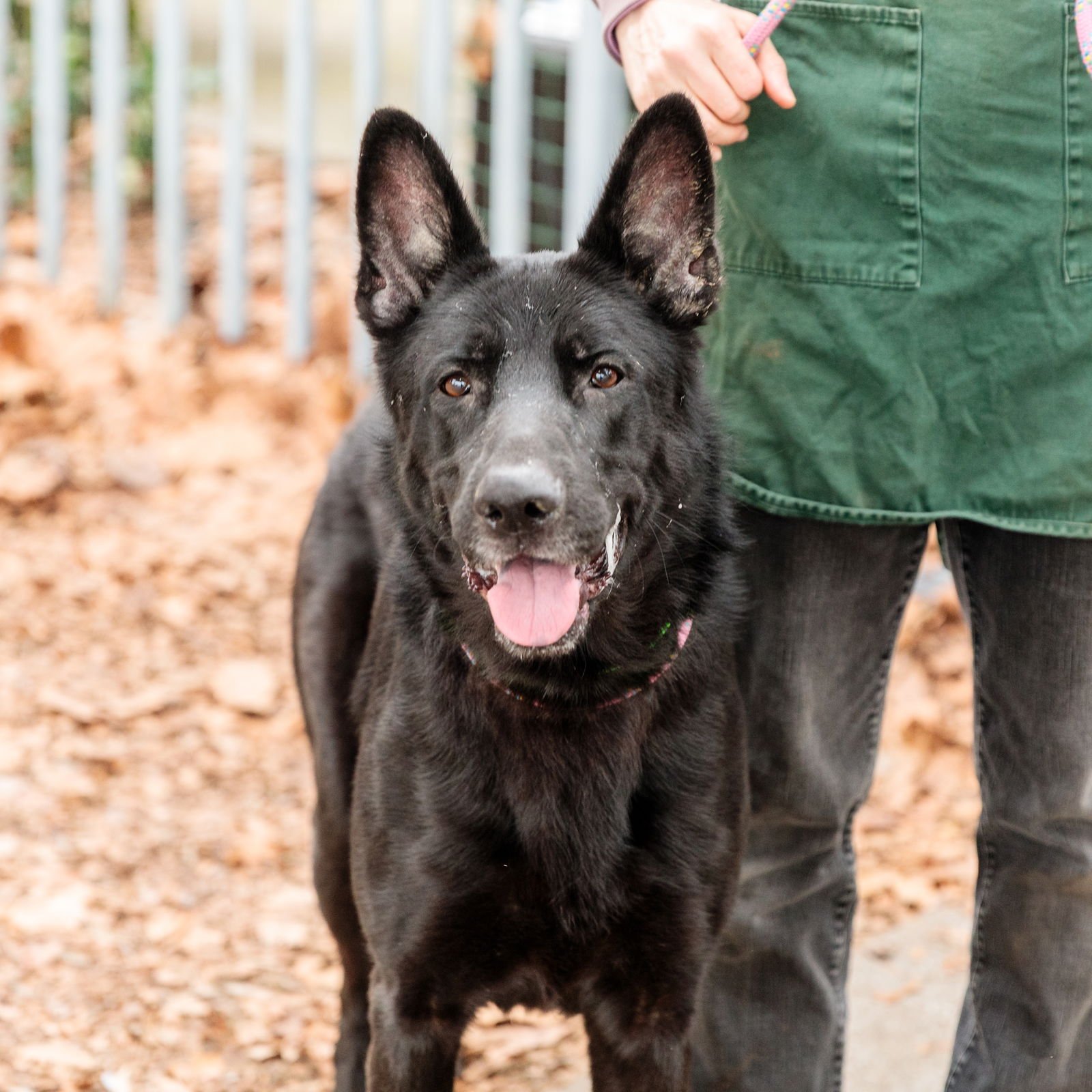CALDER - German Shepherd Dog available for adoption