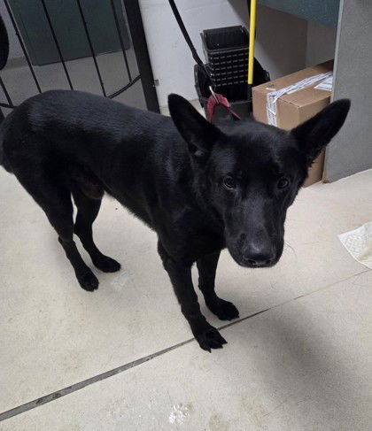 CALDER - German Shepherd Dog available for adoption